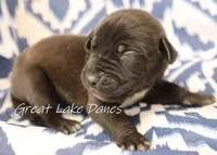 Black Boy , a male Great Dane for sale in Allendale, MI – 2 of 3