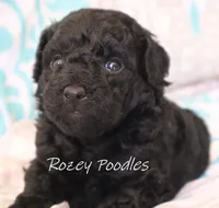 Black Girl , a female Poodle - Toy  for sale in Allendale, MI – 2 of 3