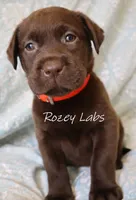 Full English Stocky- Pink Collar Girl, a female Labrador Retriever for sale in Allendale, MI – 2 of 5