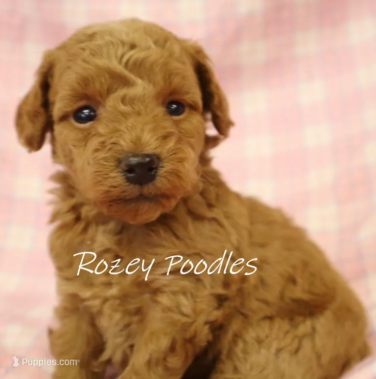 Apricot's Green Collar Boy  – Poodle - Toy  puppy for sale in Allendale, MI