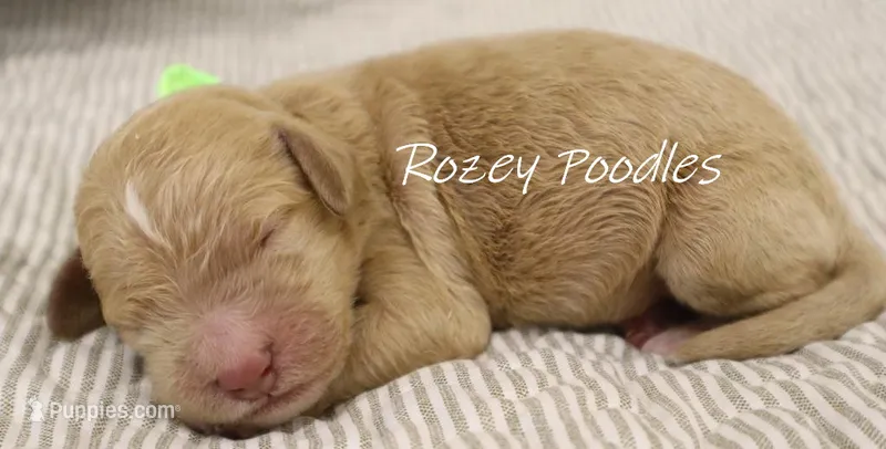Dior's Green Collar Boy  – Poodle - Standard  puppy for sale in Allendale, MI