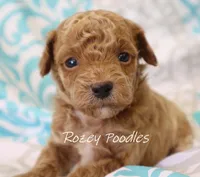 Yellow Collar Boy Cherry Pup , a male Poodle - Toy  for sale in Allendale, MI – 3 of 3