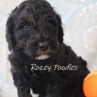 Phantom Orange Boy Fiona, a male Poodle - Miniature  for sale in Allendale, MI – Photo 4 of 8