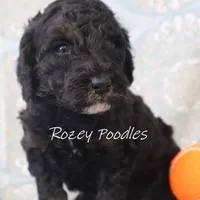 Phantom Orange Boy Fiona, a male Poodle - Miniature  for sale in Allendale, MI – Photo 2 of 8