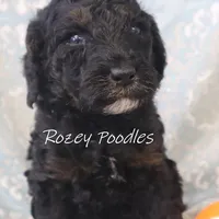 Phantom Orange Boy Fiona, a male Poodle - Miniature  for sale in Allendale, MI – Photo 6 of 8