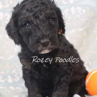 Phantom Orange Boy Fiona, a male Poodle - Miniature  for sale in Allendale, MI – Photo 8 of 8