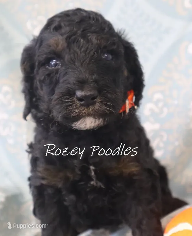 Phantom Moyen Orange Boy Fiona