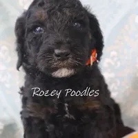 Phantom Orange Boy Fiona, a male Poodle - Miniature  for sale in Allendale, MI – Photo 1 of 8