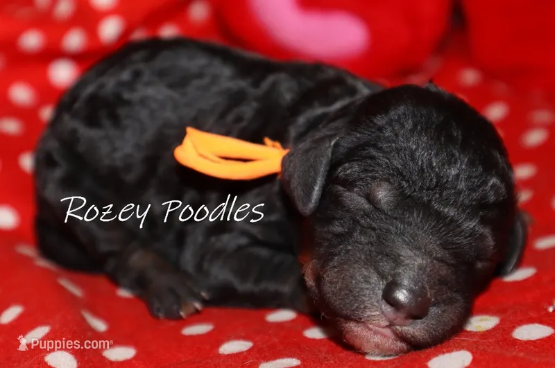 Phantom Moyen Orange Boy Fiona