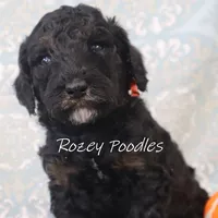Phantom Orange Boy Fiona, a male Poodle - Miniature  for sale in Allendale, MI – Photo 3 of 8