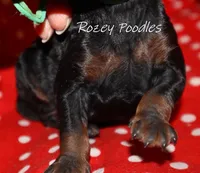 processed/07bccfd1-65b5-4a5e-8e46-1b0d3ae0e638/listing/d383486d-d0e2-47a6-b7b1-fe4cdaccde0b/a4cc0737-500b-405b-ad2b-ad4d383f995e