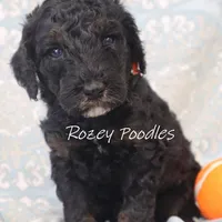 Phantom Orange Boy Fiona, a male Poodle - Miniature  for sale in Allendale, MI – Photo 7 of 8