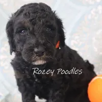 Phantom Orange Boy Fiona, a male Poodle - Miniature  for sale in Allendale, MI – Photo 5 of 8
