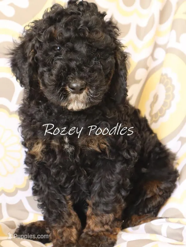 Phantom Orange Boy Fiona – Poodle - Miniature  puppy for sale in Allendale, MI