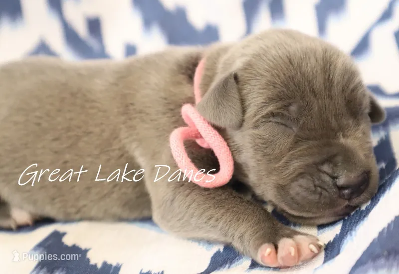 Blue Girl-- Pink Girl  – Great Dane puppy for sale in Allendale, MI