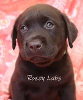 English Chocolate Lab Male , a male Labrador Retriever for sale in Allendale, MI – 4 of 9