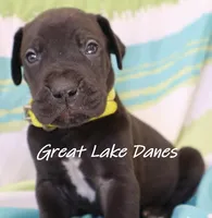 Black Boy Yellow Collar , a male Great Dane for sale in Allendale, MI – 4 of 4