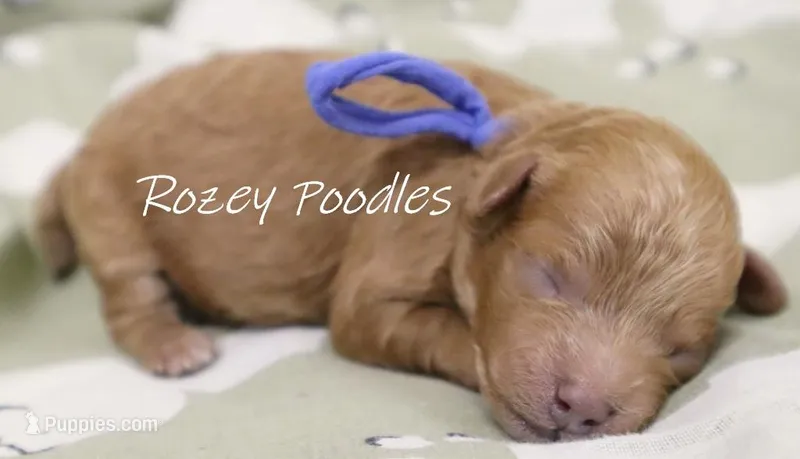 Blue Boy Cinnamon  – Poodle - Toy  puppy for sale in Allendale, MI