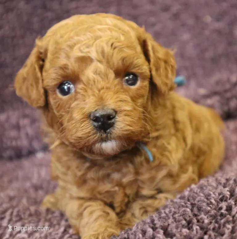 Blue Boy Cinnamon  – Poodle - Toy  puppy for sale in Allendale, MI