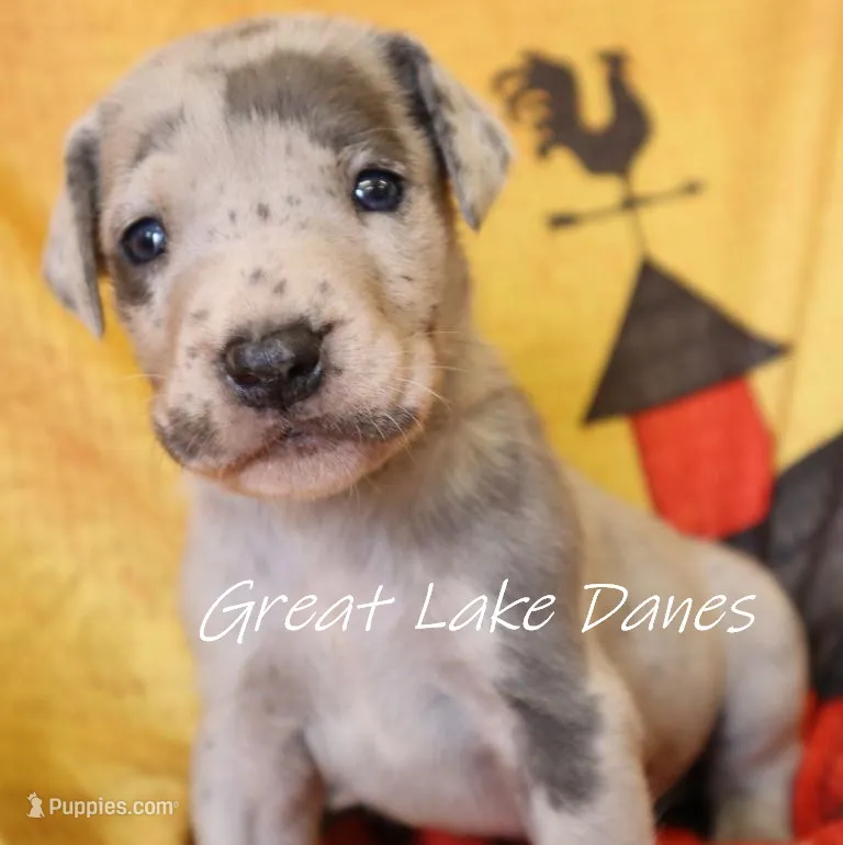 Merle Girl  – Great Dane puppy for sale in Allendale, MI