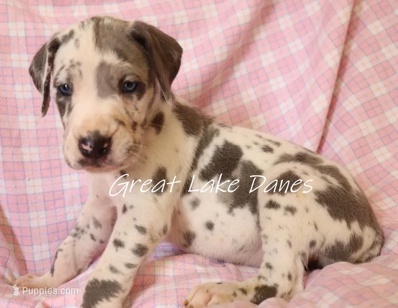 Blue Harlequin Girl  – Great Dane puppy for sale in Allendale, MI