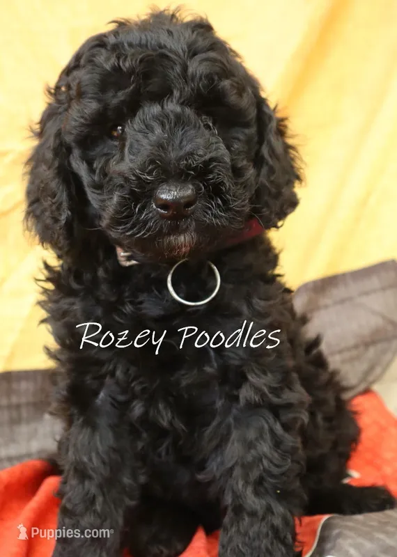 Blue Collar Boy Juliet Pup – Poodle - Miniature  puppy for sale in Allendale, MI