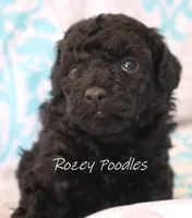 Black Boy , a male Poodle - Toy  for sale in Allendale, MI – 2 of 3