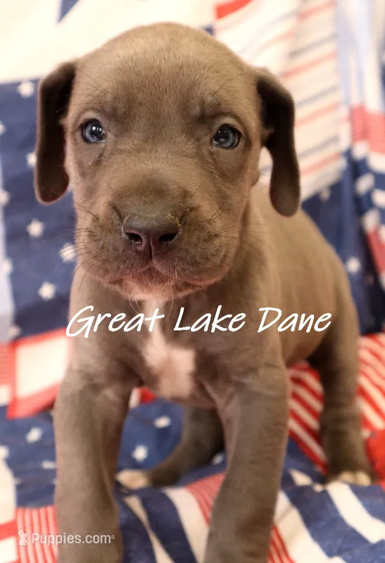Blue Girl-- Pink Girl  – Great Dane puppy for sale in Allendale, MI