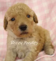 Apricot's Blue Collar Boy , a female Poodle - Toy  for sale in Allendale, MI – 4 of 5