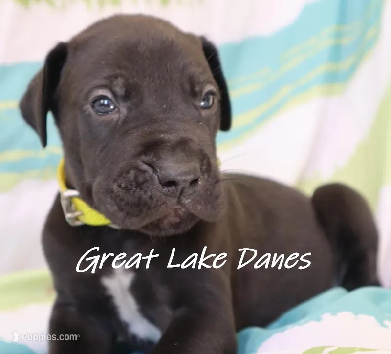 Black Boy Yellow Collar  – Great Dane puppy for sale in Allendale, MI
