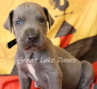 Blue Collar Girl , a female Great Dane for sale in Allendale, MI – 4 of 4