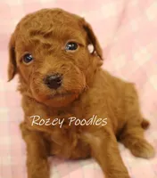 Apricot's Yellow Collar Girl , a female Poodle - Toy  for sale in Allendale, MI – 4 of 5