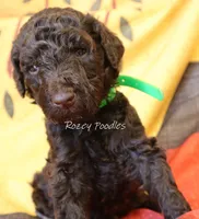 Prada's Green Boy , a male Poodle - Standard  for sale in Allendale, MI – 3 of 3
