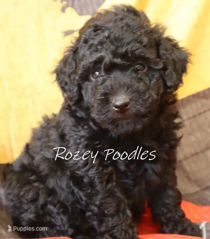 Black Girl  – Poodle - Toy  puppy for sale in Allendale, MI