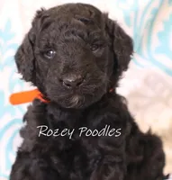 Orange Collar Boy Juliet Pup , a male Poodle - Miniature  for sale in Allendale, MI – 1 of 2
