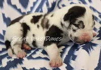 Harlequin Boy , a male Great Dane for sale in Allendale, MI – 3 of 4