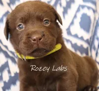 English Chocolate Female , a male Labrador Retriever for sale in Allendale, MI – 3 of 10