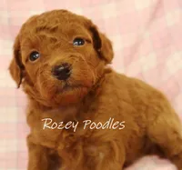 Apricot's Yellow Collar Girl , a female Poodle - Toy  for sale in Allendale, MI – 2 of 5