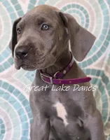 Blue Collar Girl , a female Great Dane for sale in Allendale, MI – 2 of 8