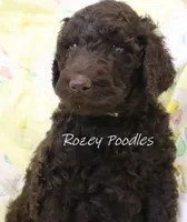 Prada's Green Boy --DARK BROWN, a male Poodle - Standard  for sale in Allendale, MI – 3 of 7