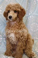 Butterscotch , a male Poodle - Toy  for sale in Allendale, MI – 2 of 4