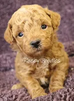 Cinnamons Yellow Boy , a male Poodle - Toy  for sale in Allendale, MI – 1 of 2