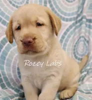English Yellow, a male Labrador Retriever for sale in Allendale, MI – 2 of 8