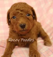 Apricot's Yellow Collar Girl , a female Poodle - Toy  for sale in Allendale, MI – 1 of 5