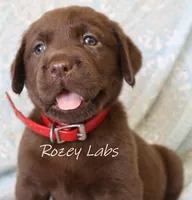 Full English- Red Collar Girl , a female Labrador Retriever for sale in Allendale, MI – 5 of 6