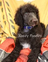 Blue Boy-- Mary Jane , a male Poodle - Standard  for sale in Allendale, MI – 4 of 4