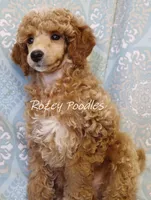 Butterscotch , a male Poodle - Toy  for sale in Allendale, MI – 4 of 4