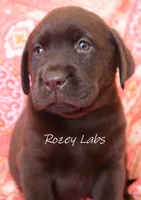 AKC English Chocolate Female , a female Labrador Retriever for sale in Allendale, MI – 3 of 5