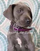 Blue Collar Girl , a female Great Dane for sale in Allendale, MI – 5 of 8