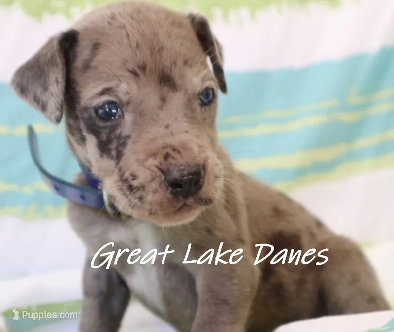 Merle--Blue Collar  – Great Dane puppy for sale in Allendale, MI